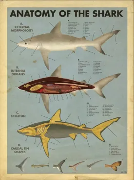 Anatomy of the Shark Giclee Print by Max Dalton